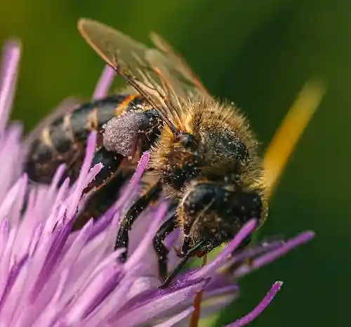 Create a Bee-Friendly Garden