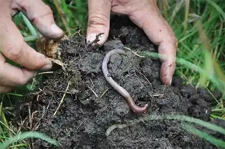 Encourage Earthworms