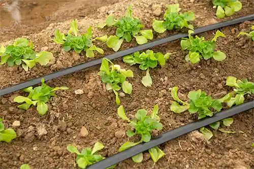 Try vertical gardening