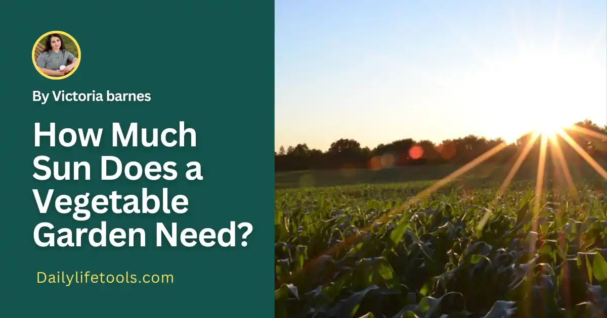 How Much Sun Does a Vegetable Garden Need