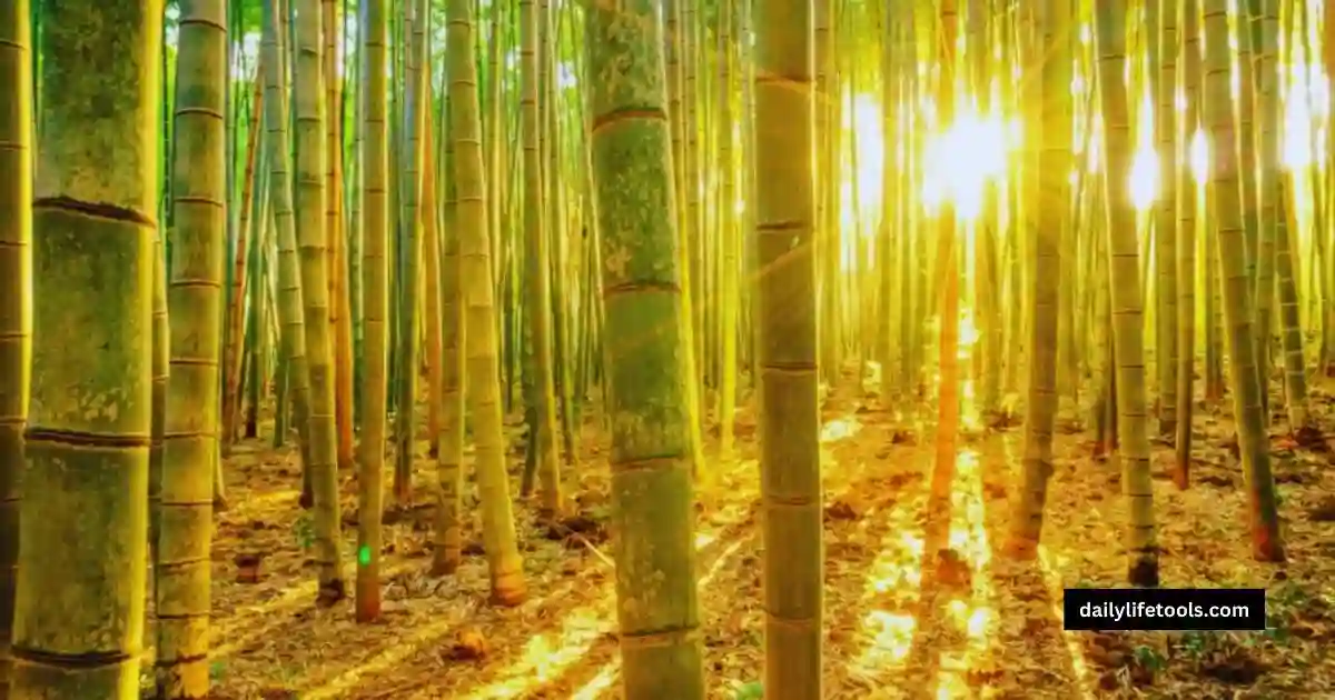 Various bamboo species ideal for garden poles, showing different sizes and types. in Alabama.
