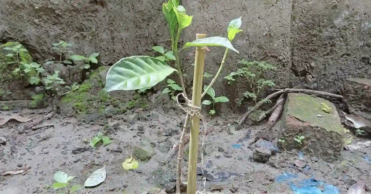 Common Material for Garden Plant Stakes: Five different types of garden plant stakes made from wood, metal, fiberglass, bamboo, and plastic. in Arizona