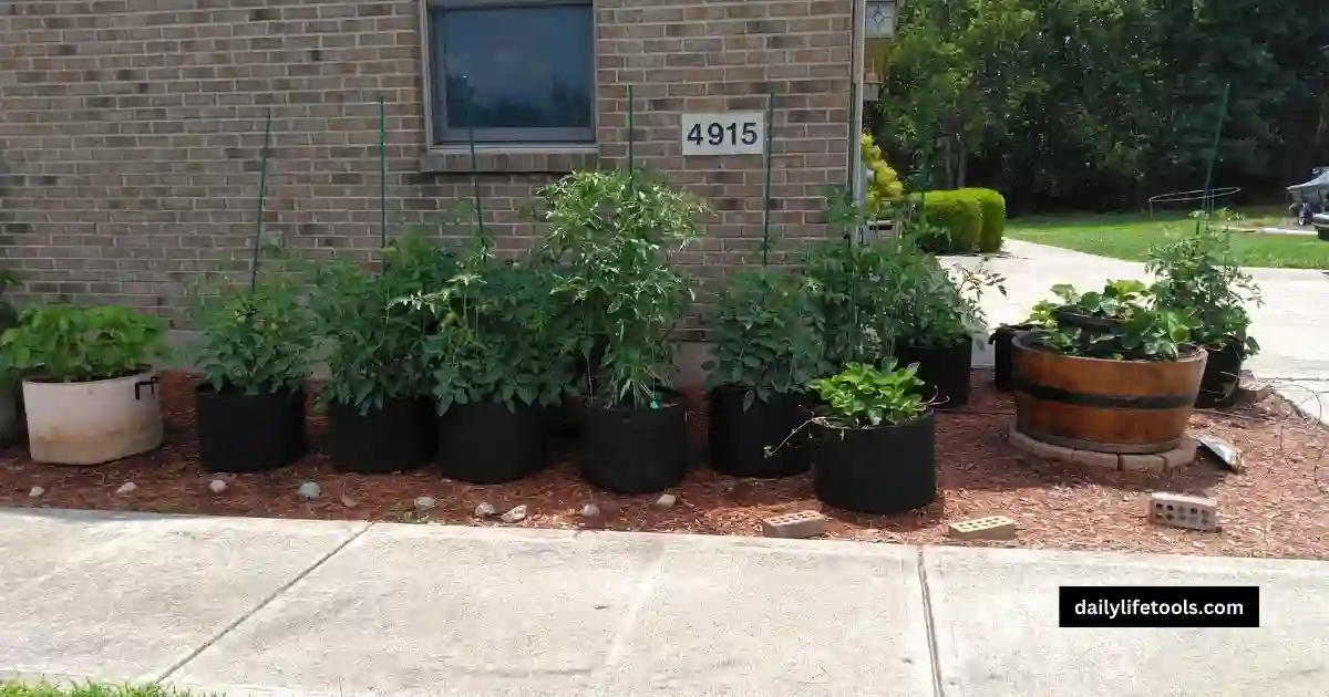 A gardener using fiberglass stakes to support tomato plants in a garden.