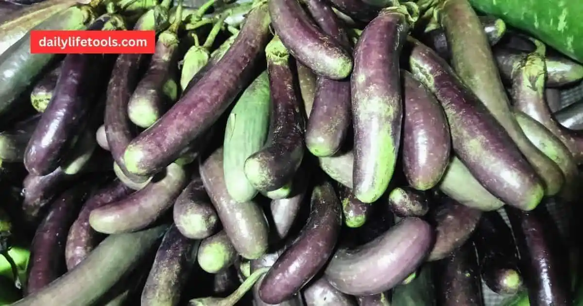 Me, Hasan, in my garden harvesting fresh eggplants.