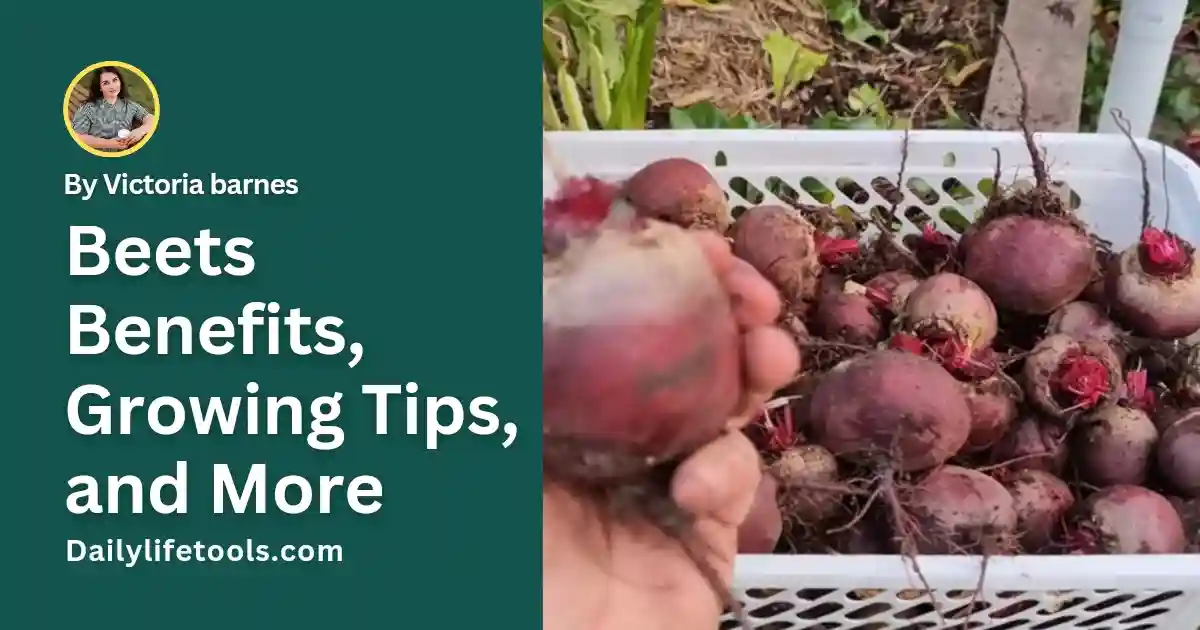 green background with white text and Fresh beets on a Hand and on white busket.