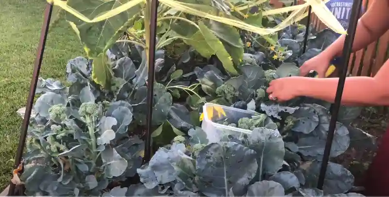 Fresh broccoli florets on a cutting, highlighting their vibrant green color and rich texture, symbolizing essential nutrients for health.