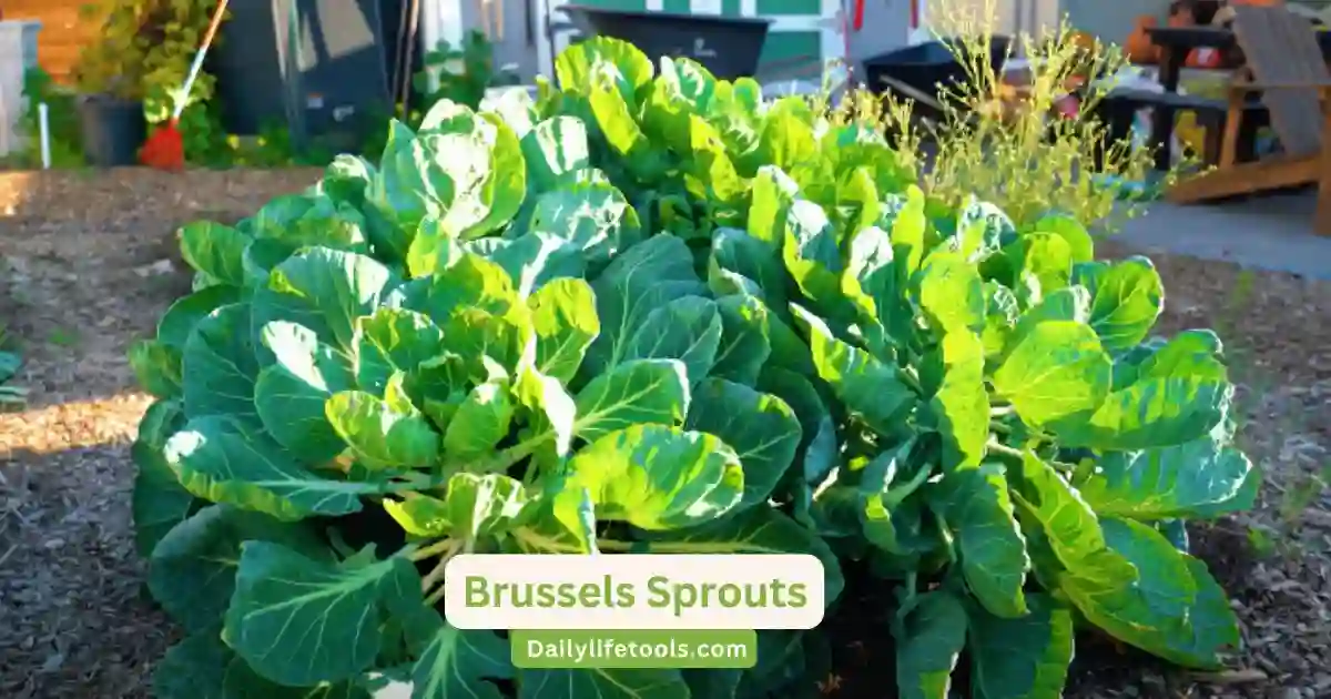 Different varieties of Brussels sprouts displayed on Epic Gardening