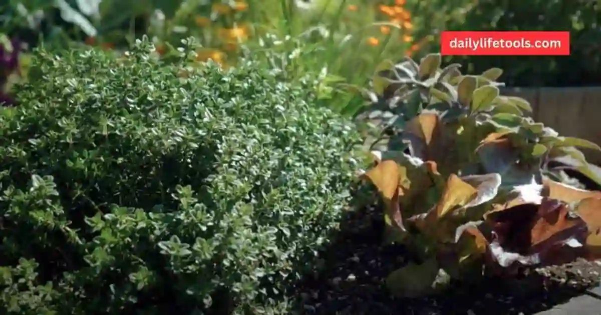 Thyme plants growing in a garden, showing healthy foliage and tips for care.