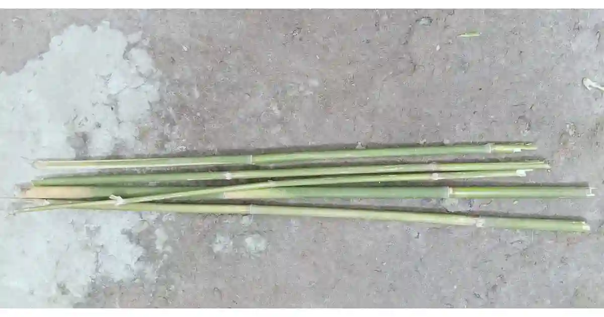 Common Material for Garden Plant Stakes: lot's of bamboo garden plant stake and Tomato plant being staked in a garden using simple and easy steps. in Alabama