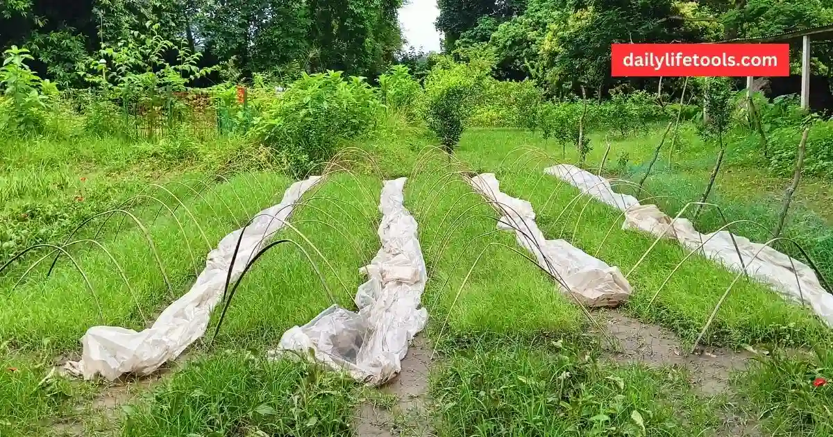 Bending bamboo plant stakes in my garden to support cucumber plants.
