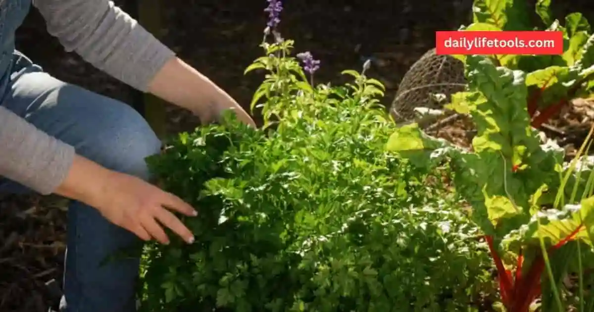 Different types of parsley displayed with notes on their benefits and uses.