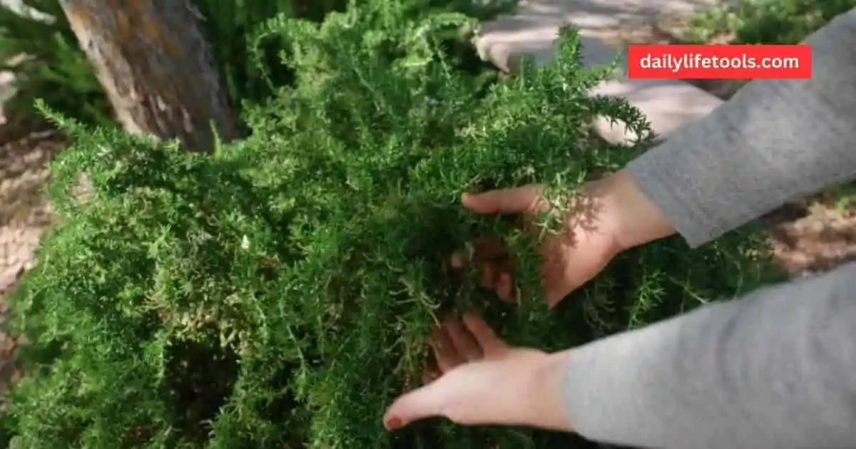 Rosemary plant showcasing its lush, green foliage, highlighting its uses and benefits.