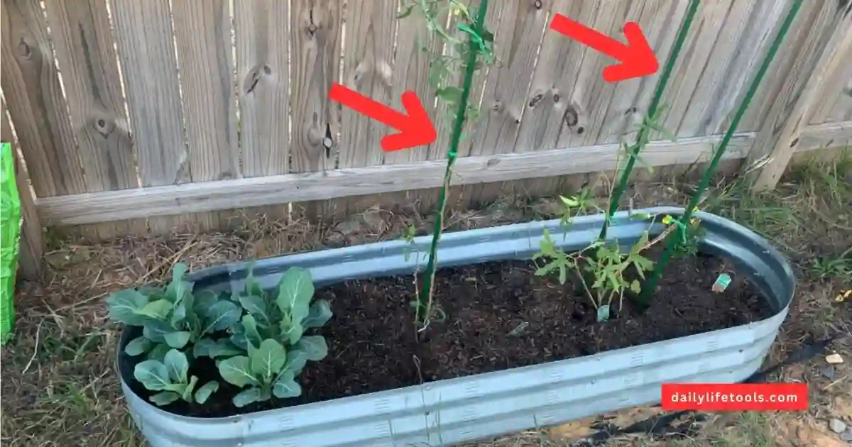 A gardener using fiberglass stakes to support tomato plants in a backyard garden.