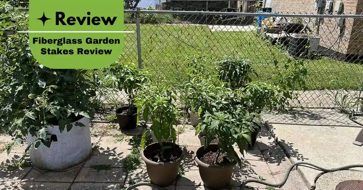 Fiberglass garden stakes supporting tomato plants in large pots. Best Fiberglass Garden Stakes for Sturdy Plant Support Review.