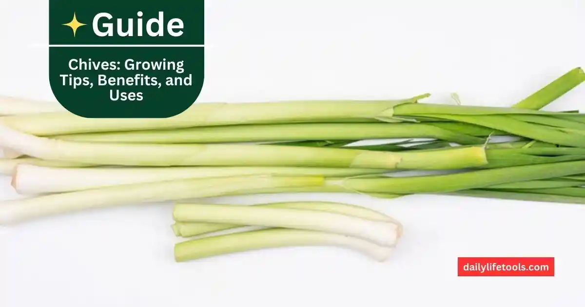 A bunch of fresh chives with green stalks and white bulbs.