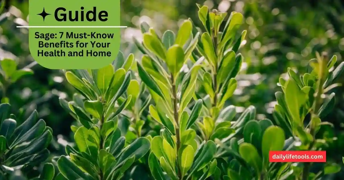A close-up photo of a sage plant with vibrant green leaves and purple flowers.