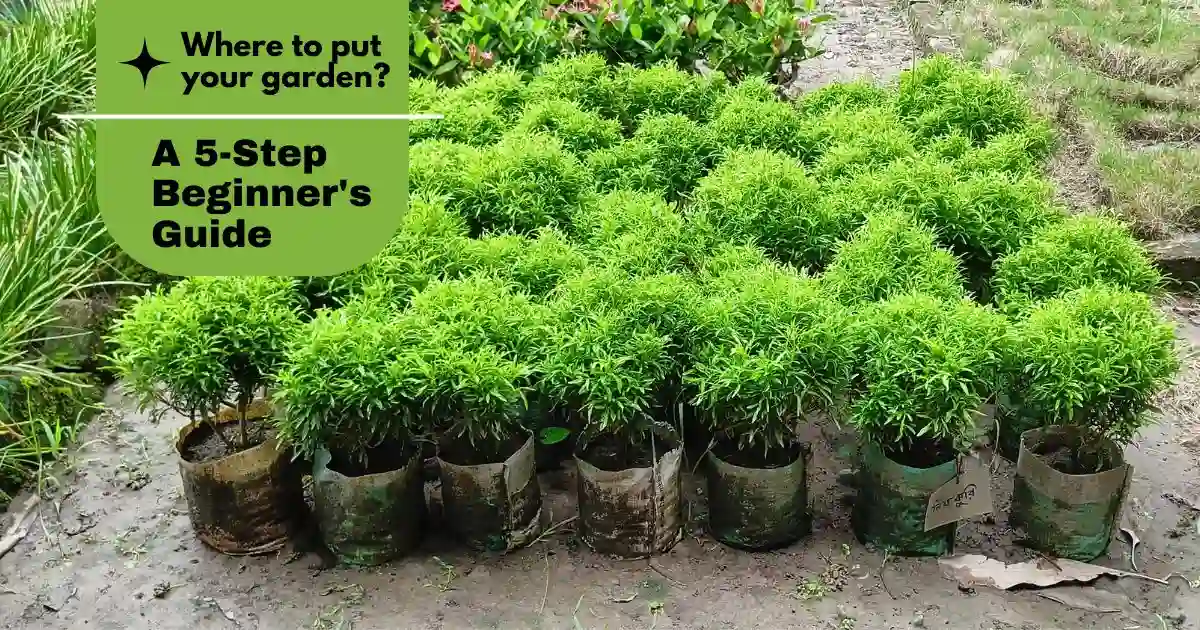 row of potted plants ready to be planted in a garden.