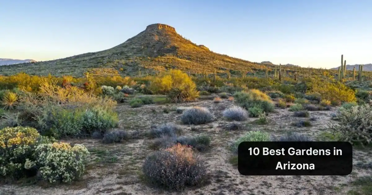 A scenic desert landscape in Arizona, with a prominent hill in the background and various desert plants in the foreground. 10 Best Gardens in Arizona